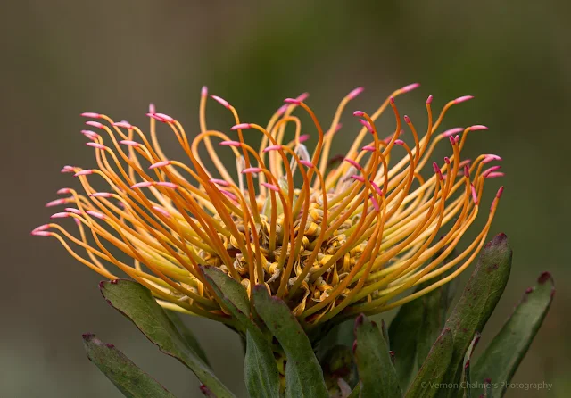 Pincushion Protea Flower Kirstenbosch National Botanical Garden Vernon Chalmers Photography