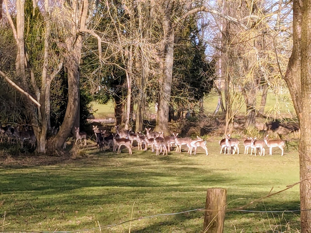 Wild deer to the left of Sacombe BOAT 1