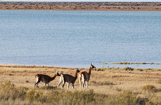 guanaco in patagonia