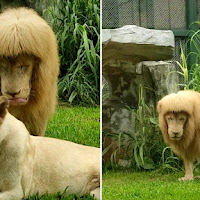 Netizen keliru rambut singa tiba-tiba bertukar bentuk petak dan beralun