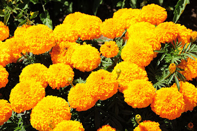 Marigold Flower Wallpaper