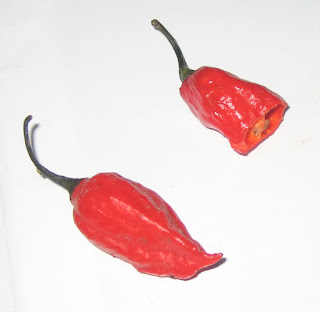 Naga jolokia (bhut jolokia) (C. chinense x C. frutescens)