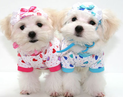Cute Dog Clothes