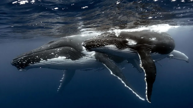 Humpback whales