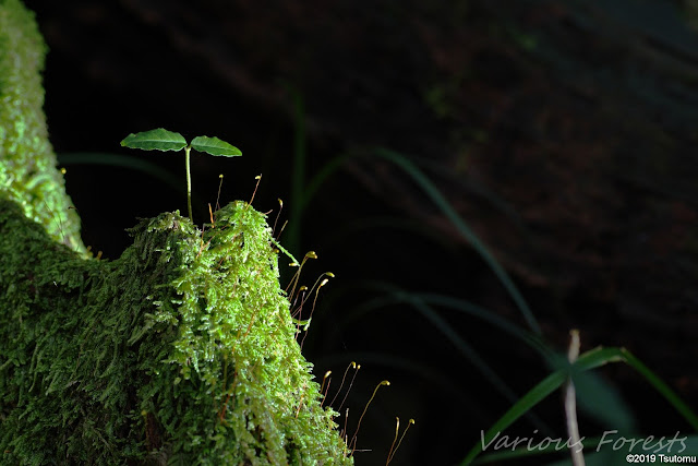 Moss and two leaves