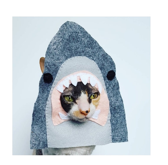 cat shark hat