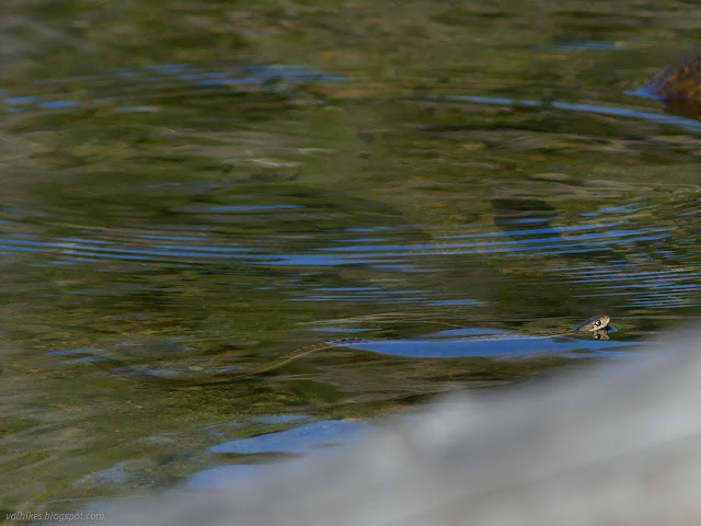 200: snake resting in the water