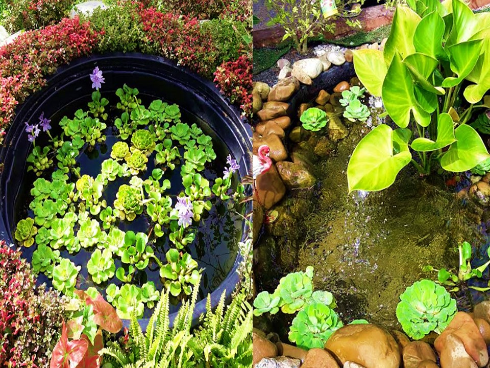 Kebun Bahagia Bersama Water Lettuce