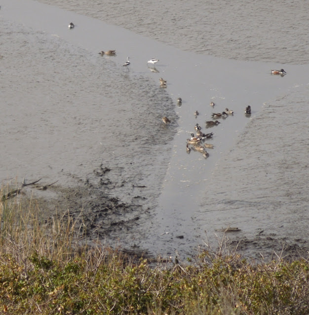 birds in elfin forest