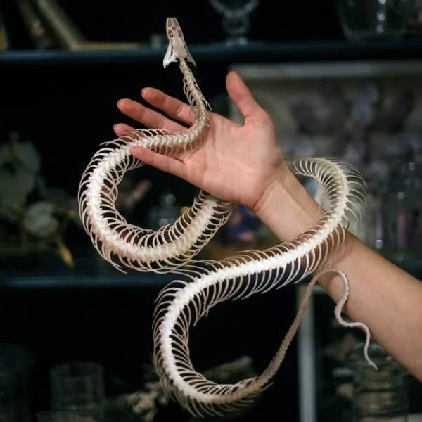 hand displaying paper snake skeleton