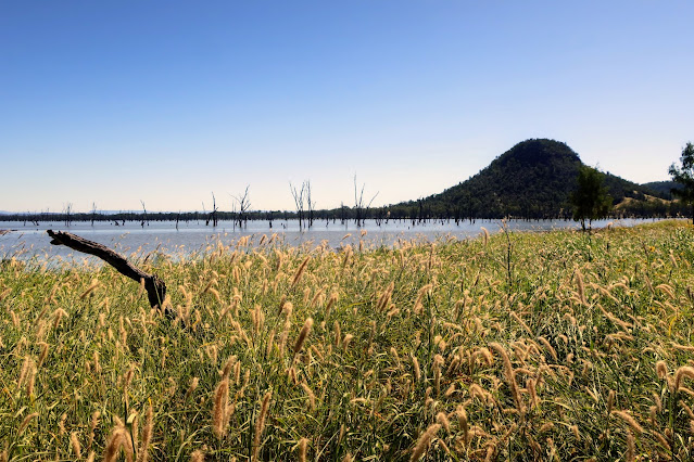 Yellow grassheads in front of lake with a hill behind