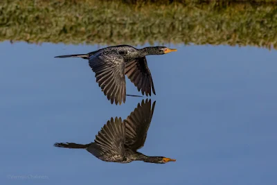 Birds in Flight Photography Presentation @ Tafelberg Photography Club