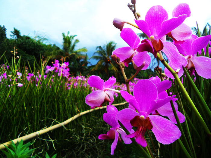  Budidaya Bunga Anggrek Tanah  tettytanoyo s Travel and 