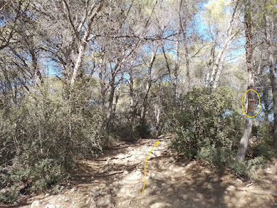 CUNIT - PUIG DE LA MINA - PUIGDETIULA-TURÓ DE L'AVENC - AVENC SANT ANTONI, Camí del Mas Xinxola en direcció al Puigdetiula