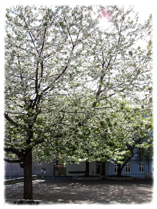 Fint når det blomstrer på Rodes plass på Rodeløkka i Bydel Grünerløkka i Oslo!