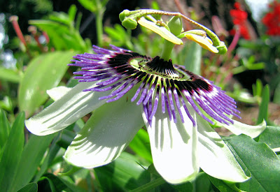 Mburukujá, Mburucuyá, Maracuyá, Flores, Flor de Maracuyá