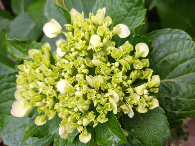 Hortensia (Hydrangea macrophylla (Thunb.) Ser.).