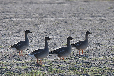 Toendrawink - Toendrarietgans - Anser serrirostris