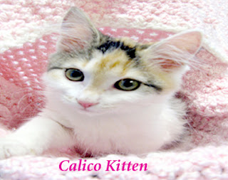 Personality of Calico Cats