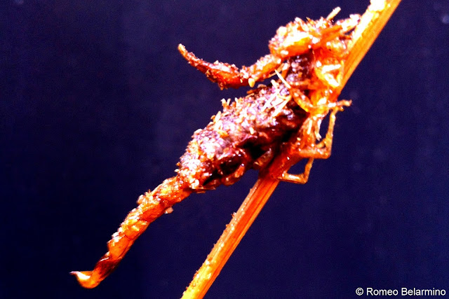 Fried Scorpion at Wangfujing Snack Street