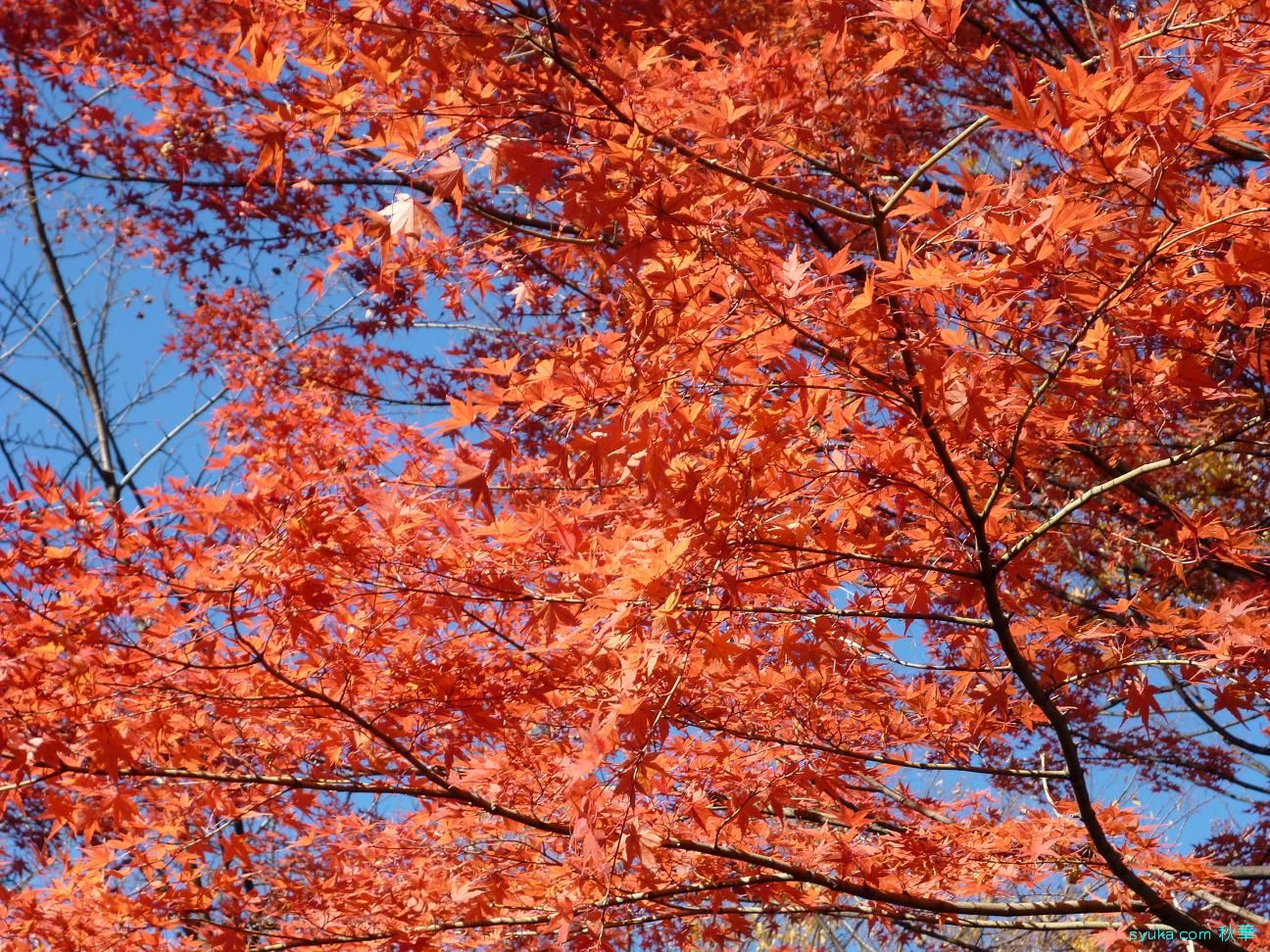 楓 カエデ 紅葉 モミジ 食べてるでしょう 植物プチ写真図鑑1 食べられるの 食べられないの