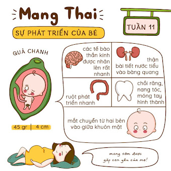 Kiến thức mang thai Tuần 11