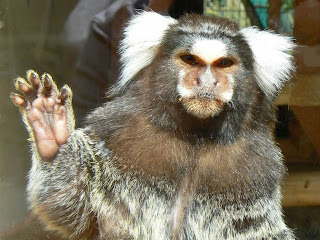 Marmoset Monkey Wallpapers