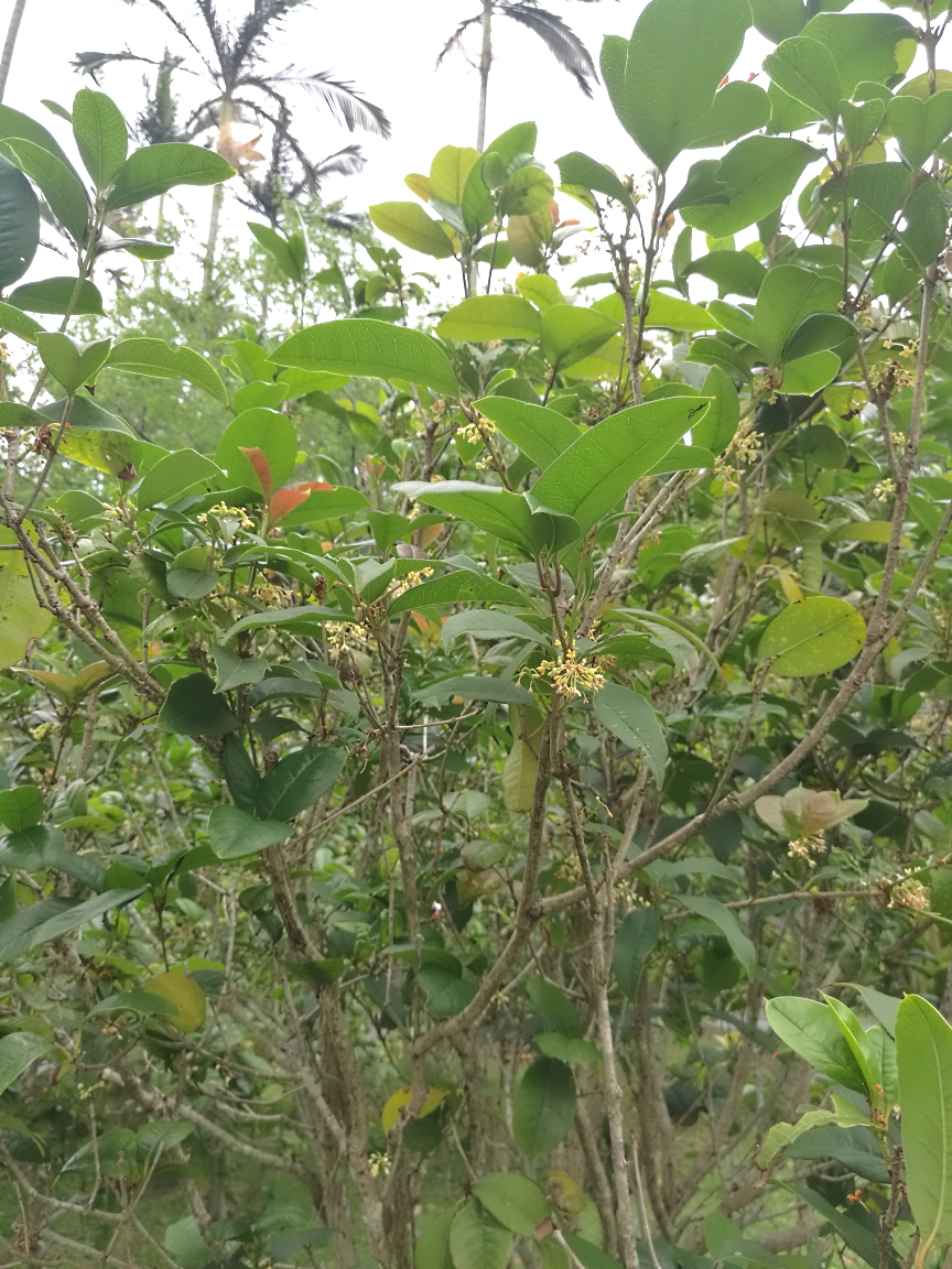 大溪公園  桂花樹