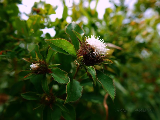 Atractylodes japonica