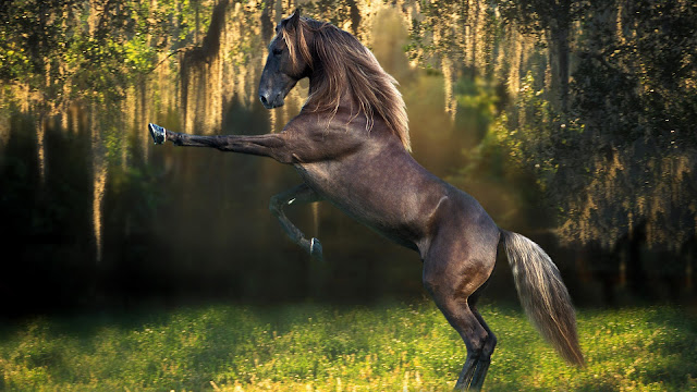 The animal hd wallpaper with horse 6