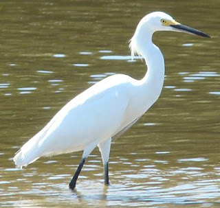 snowy egret, Hondubirding, Honduras