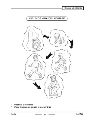 Ciclo de Vida del Hombre para Inicial Preescolar