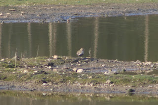 Golden Plover