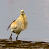 Indian Pond Heron