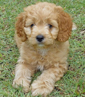 Top 10 Worlds Smartest Dog Breeds poodle