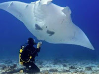 Menikmati Keindahan Pulau Sangalaki Bersama Pari Manta