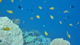 Wakatobi