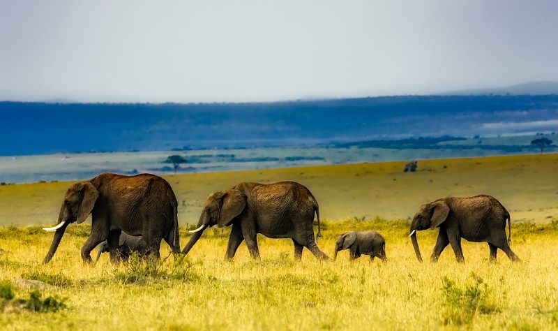 manada de elefantes africanos
