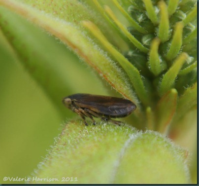 Cuckoo-Spit Insect Philaenus spumarius 4