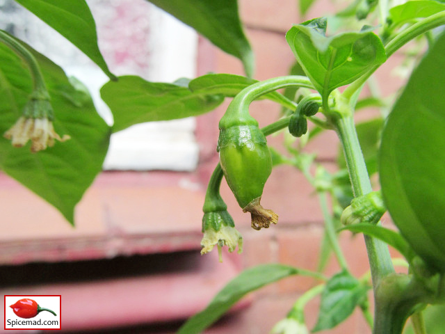 Red Mayan Habanero - 9th August 2020