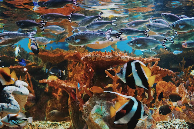 ¿Qué le ocurre a la vida marina cuando escasea el oxígeno?