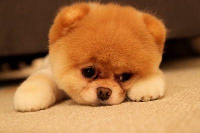 Meet Boo the Cutest Pomeranian Dog Seen On  www.coolpicturegallery.us