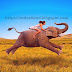 17 Amazing fun facts about Elephants 