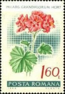 1968 Posta Romana - Pelargonium Grandiflorum, Muscata