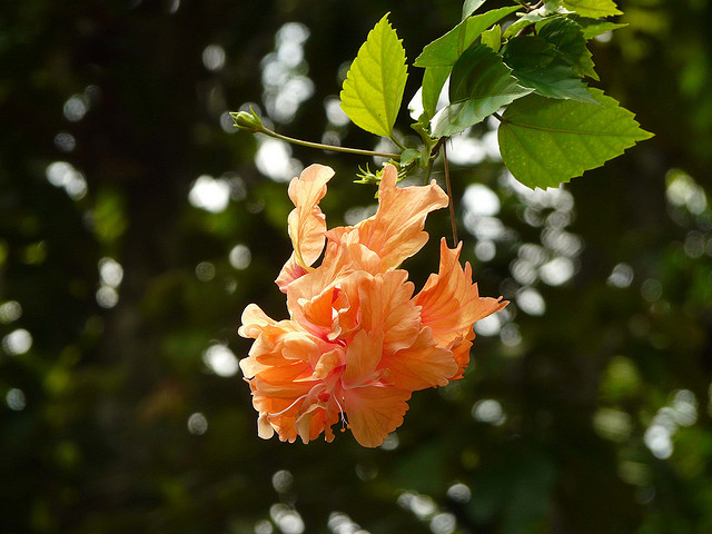 Beautiful Flowers of Forest 1