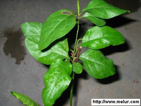 V´¯) 1001 Petua Kehidupan: Khasiat Pokok Derhaka Mertua