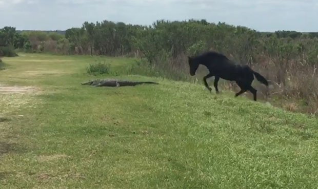 Un caballo ataca a un cocodrilo