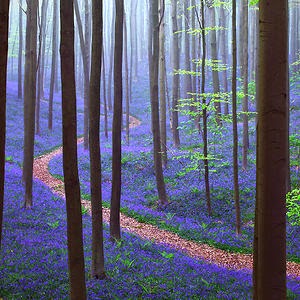 2015 01 beautiful mysterious forests 8 300.jpg 2015 01 beautiful mysterious forests 8 300.jpg