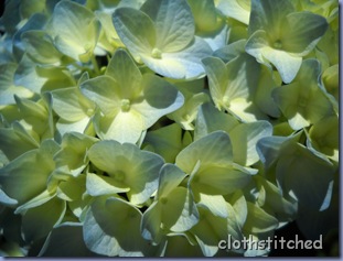 garden 043