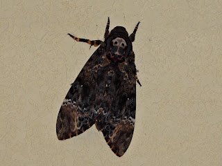 Greater Death's Head Hawkmoth at Hengshan